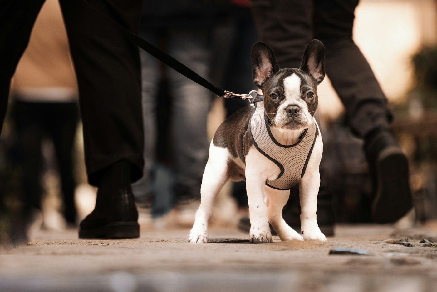Example product style. A dog in a blue nylon harness attached to a leash.